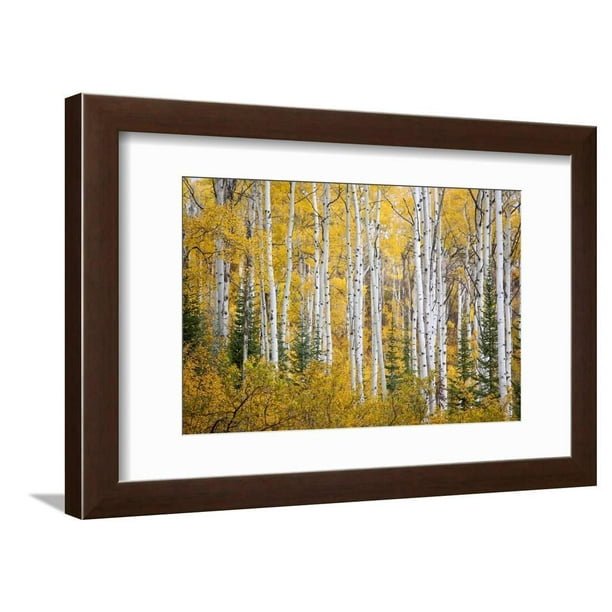 Pine Trees. Mountain forest print Colorado Colorado art Aspen tree print photography Colorado photography Fog Yellow Aspen Leaves